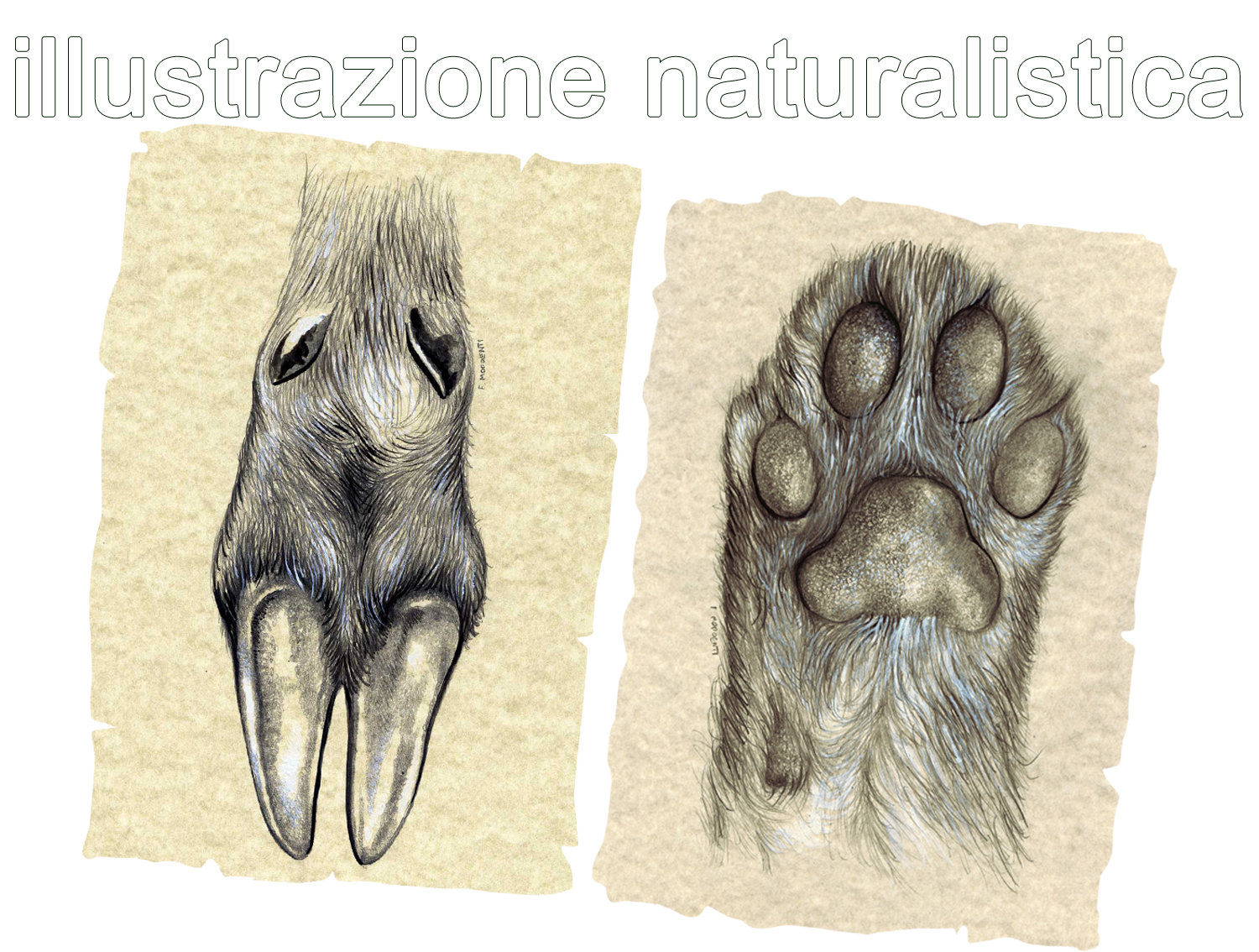 Illustrazione Naturalistica